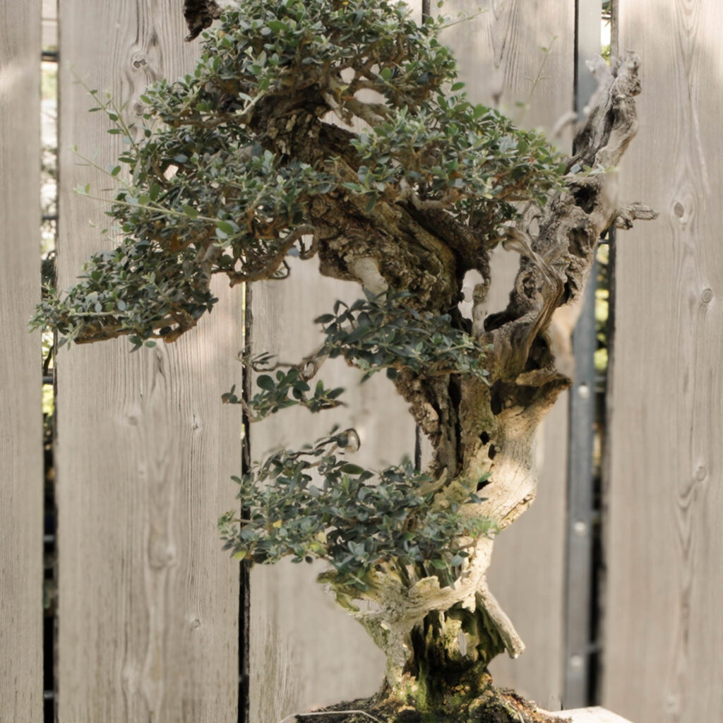 Hochzeitsfotograf-Heidelberg Bonsai